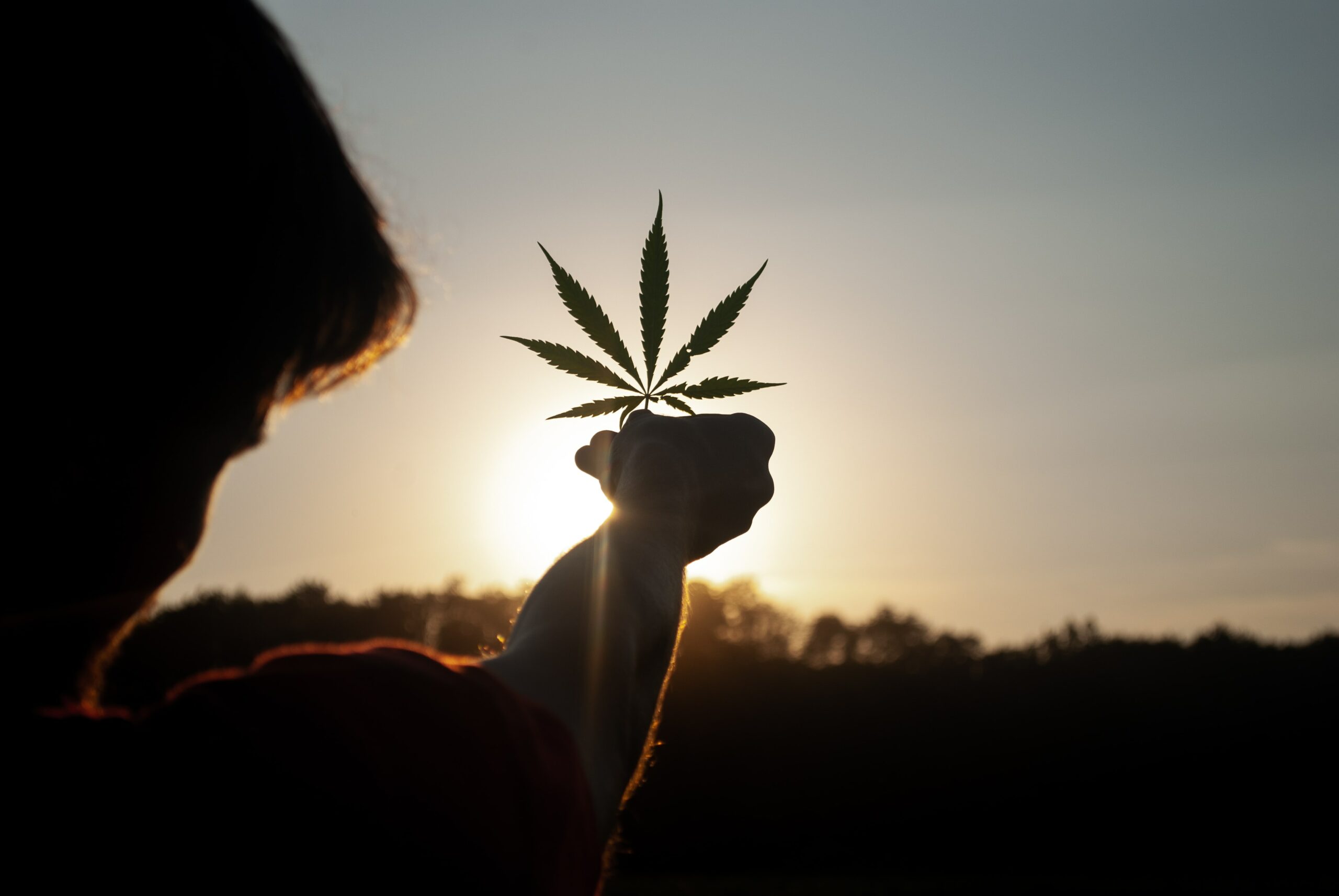 Navigating the haze of US cannabis TM law